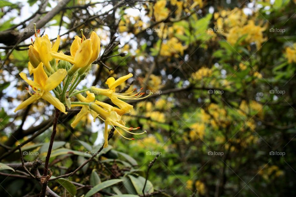 beautiful floral splendor