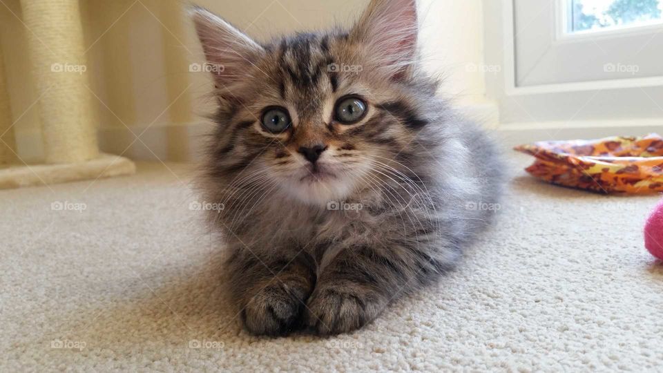 fluffy longhaired kitten.