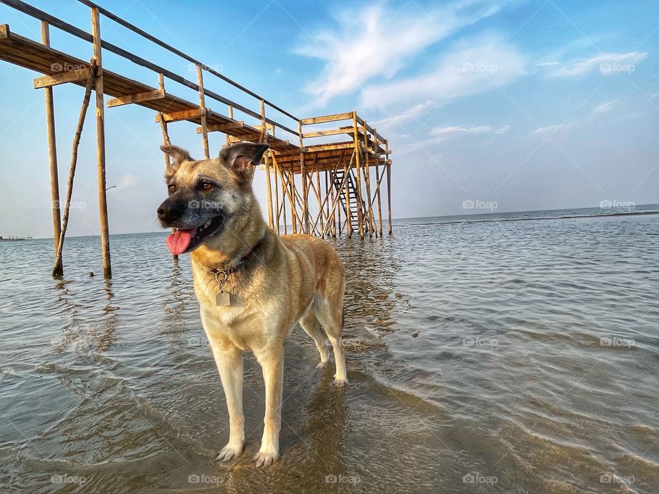 A dog enjoying the lake