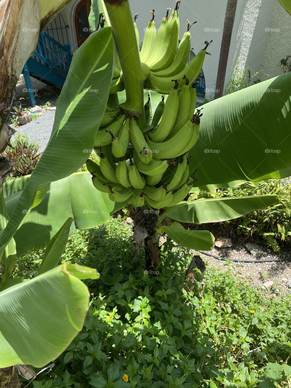 Green Bananas