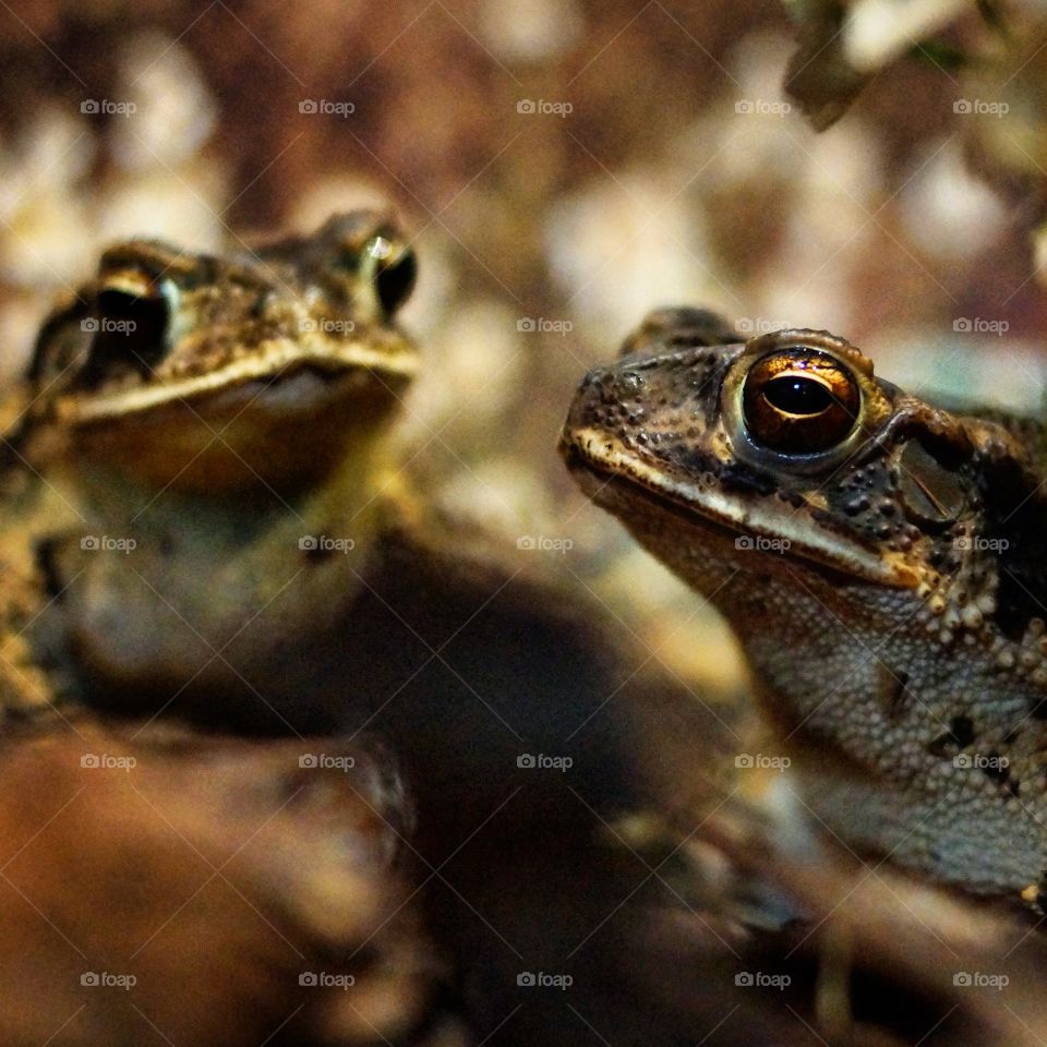 Close Up Of Suburban Toads