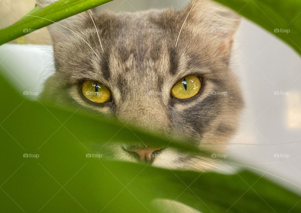 Extremely close up of cat face 