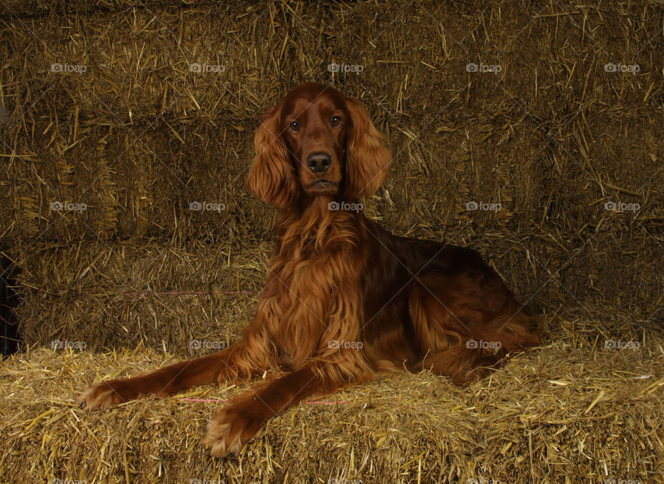 Irish Red Setter