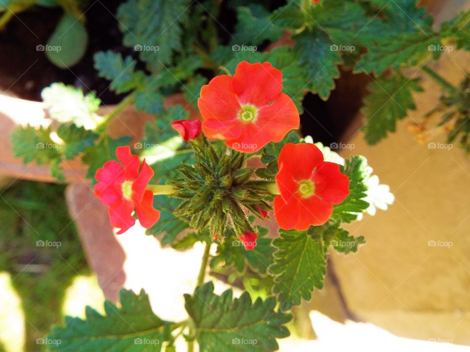 Red Potted Flowers