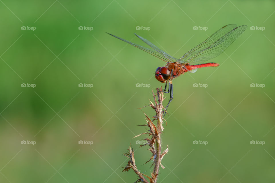 red dragonfly on top of tree