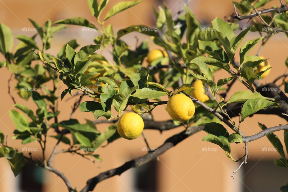 sicilian lemon tree