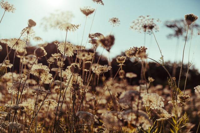 Wild Flowers