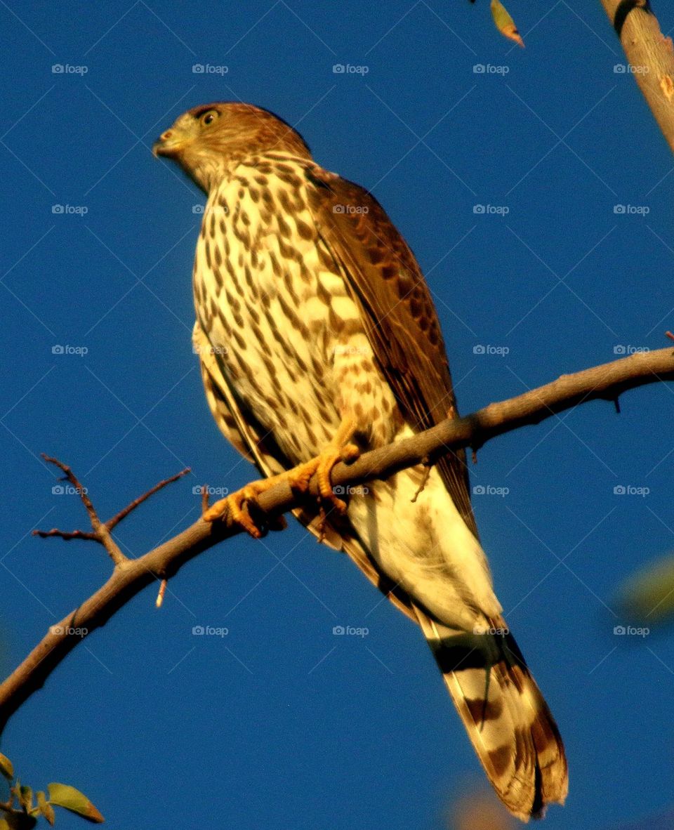 Cooper's Hawk on a Perch