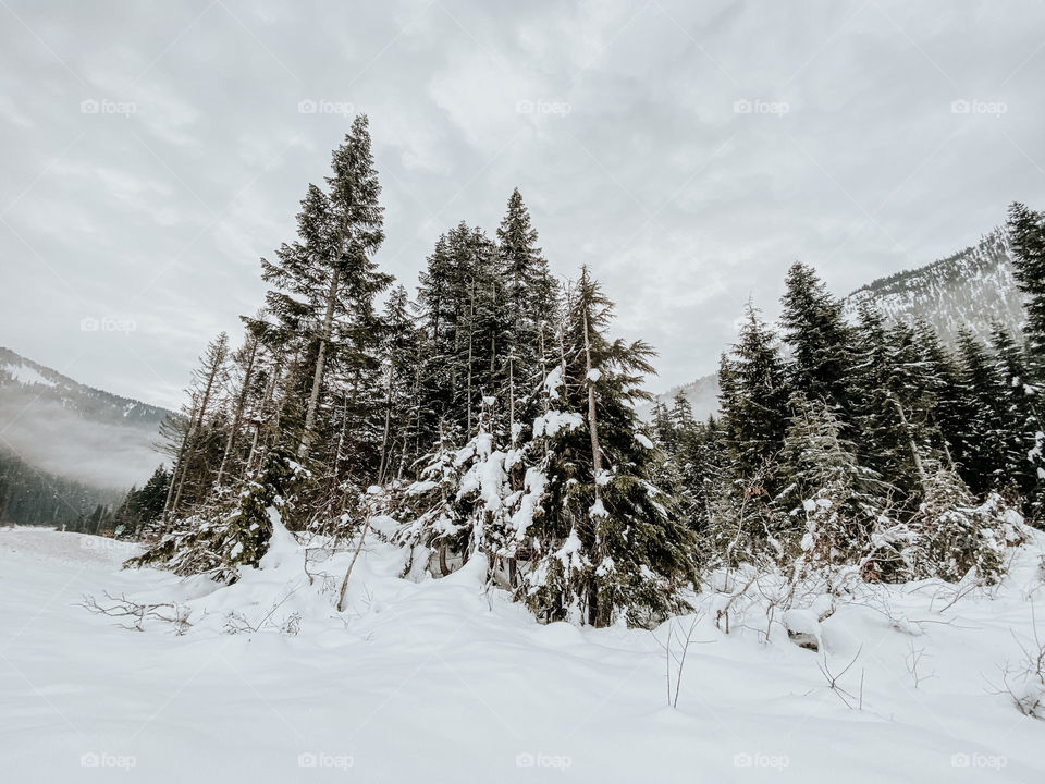 Trees covered in snow