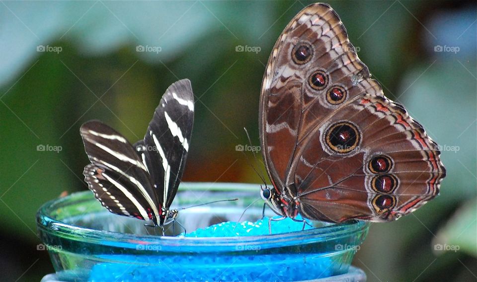 Butterfly friends 