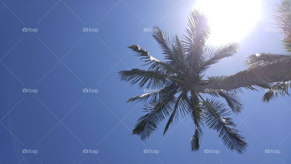 Palm tree from beneath with a bright blue cloudless sky and sunlight blazing above.