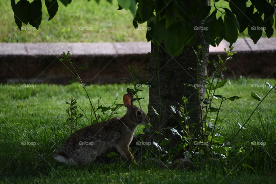 rabbit standing under tree