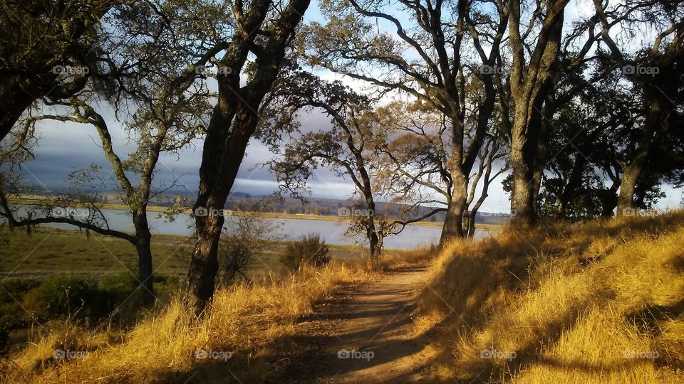 Path of gold with oak trees