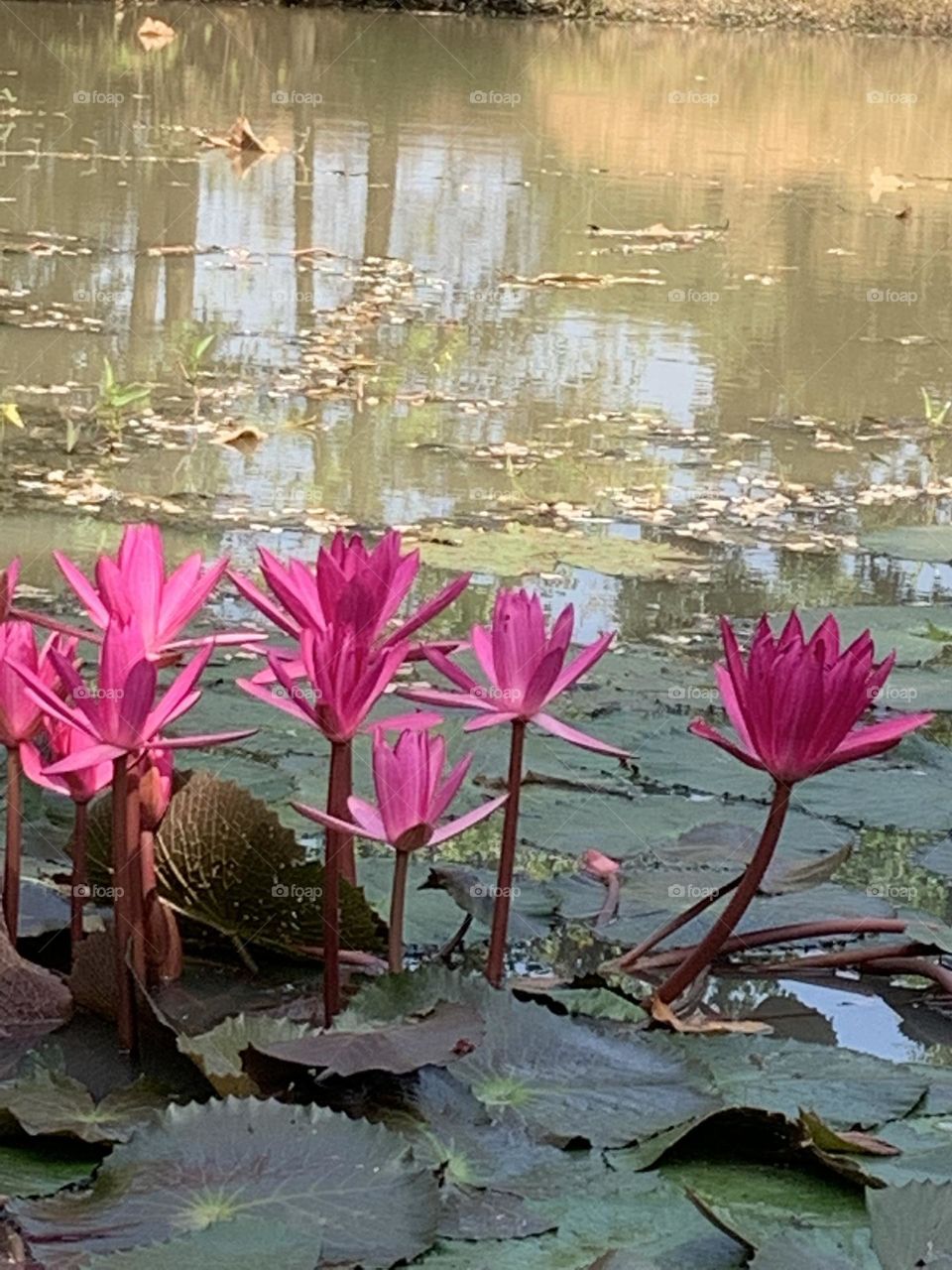 Best of 2021 : nature, Countryside (Thailand)