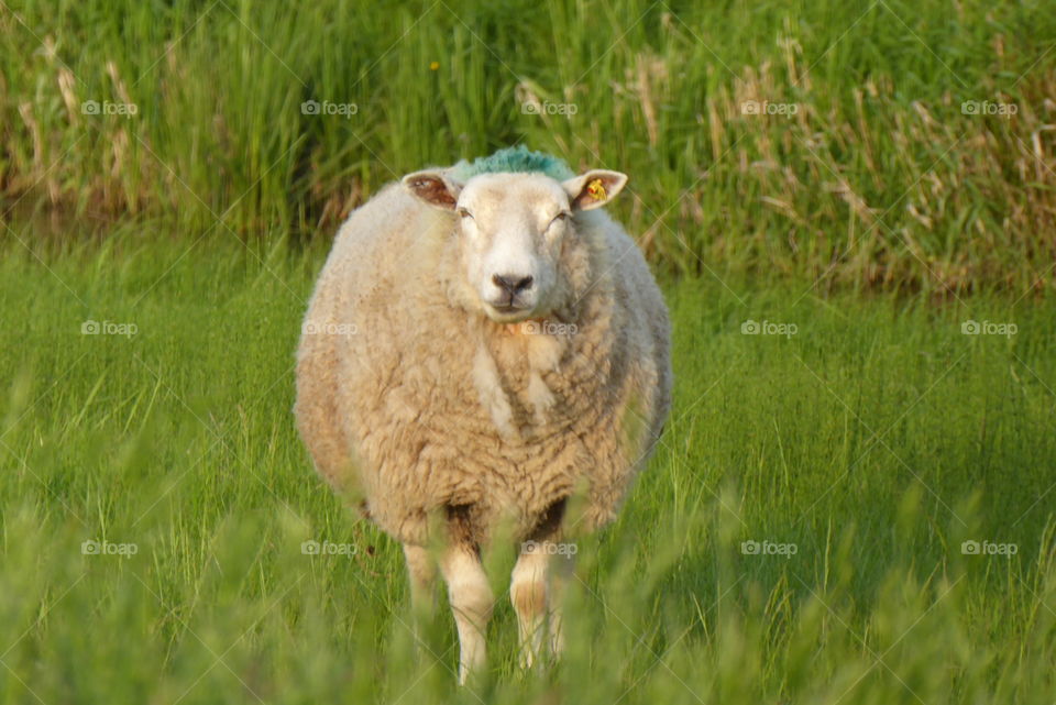 sheep in the pasture