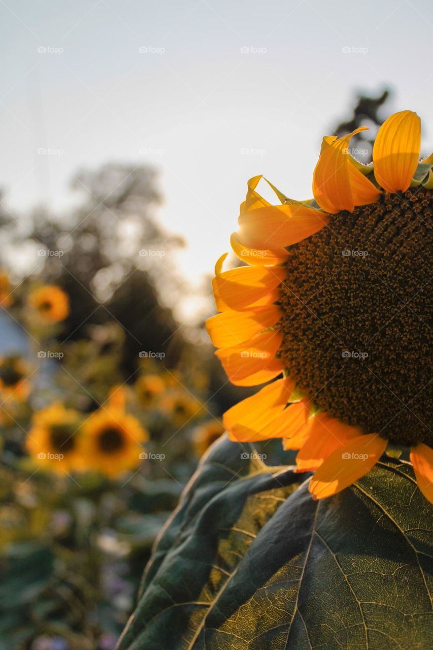 peace in Ukraine, sunflowers