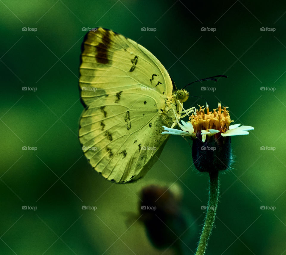 Butterfly photography  - closeup