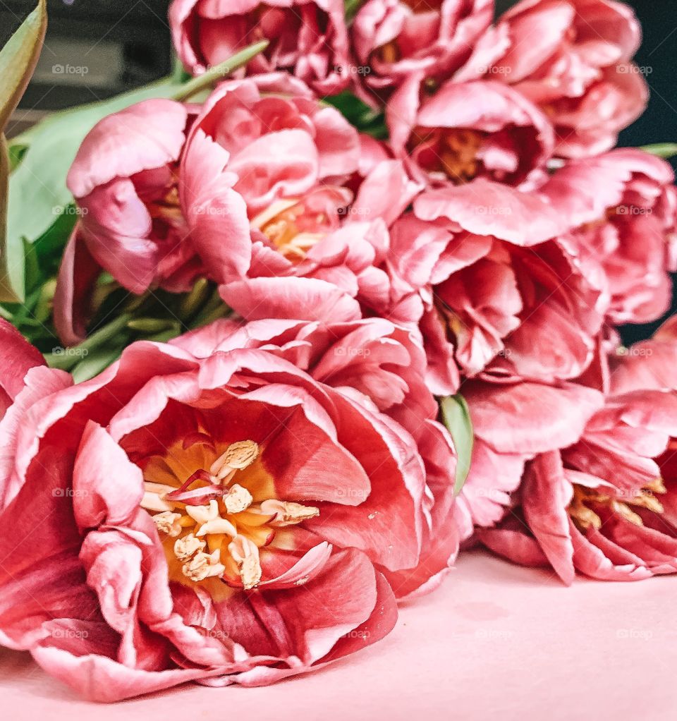 Pink tulips 