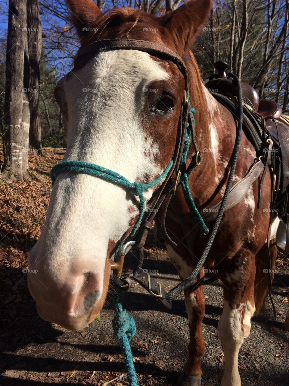 Horseback riding in Shenandoah