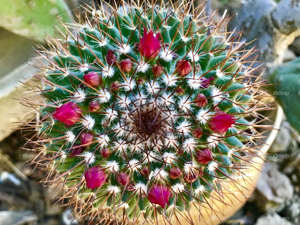 Cactus colors and thorns on guard 
