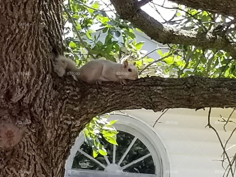 white squirrel