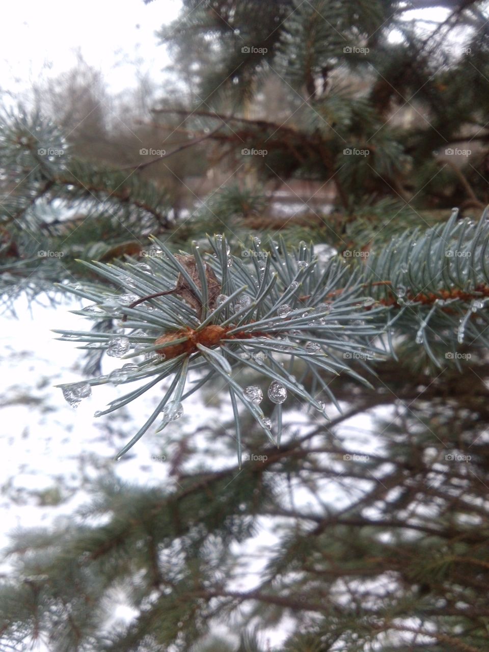 icicles on a spruce