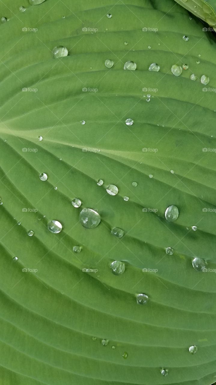Rain Drops on Leaf 2