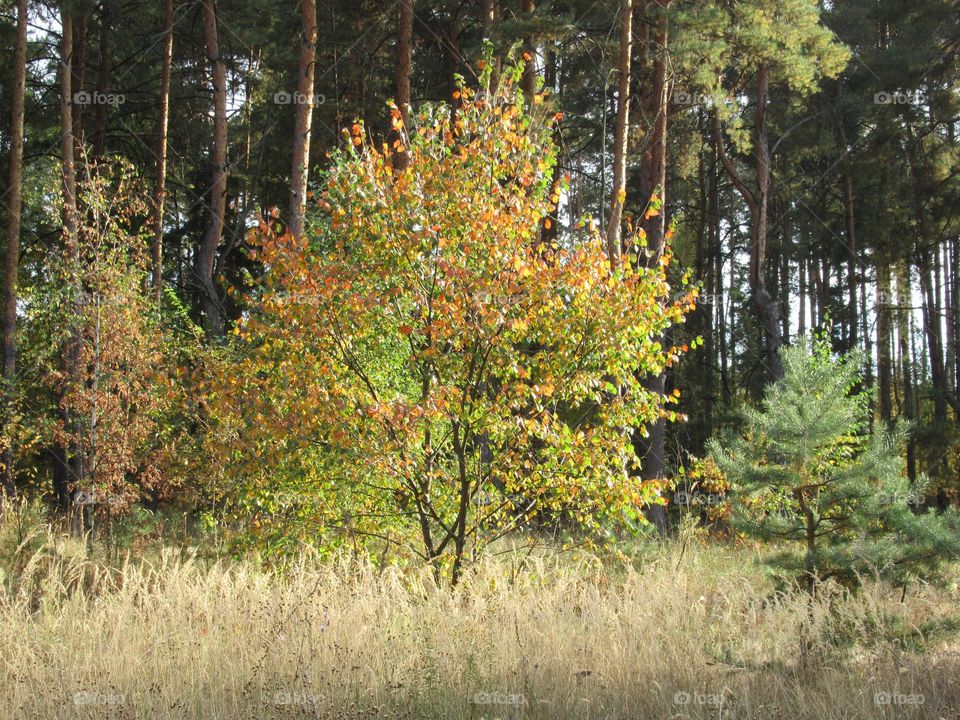 forest in central Russia, September, autumn, yellow leaves