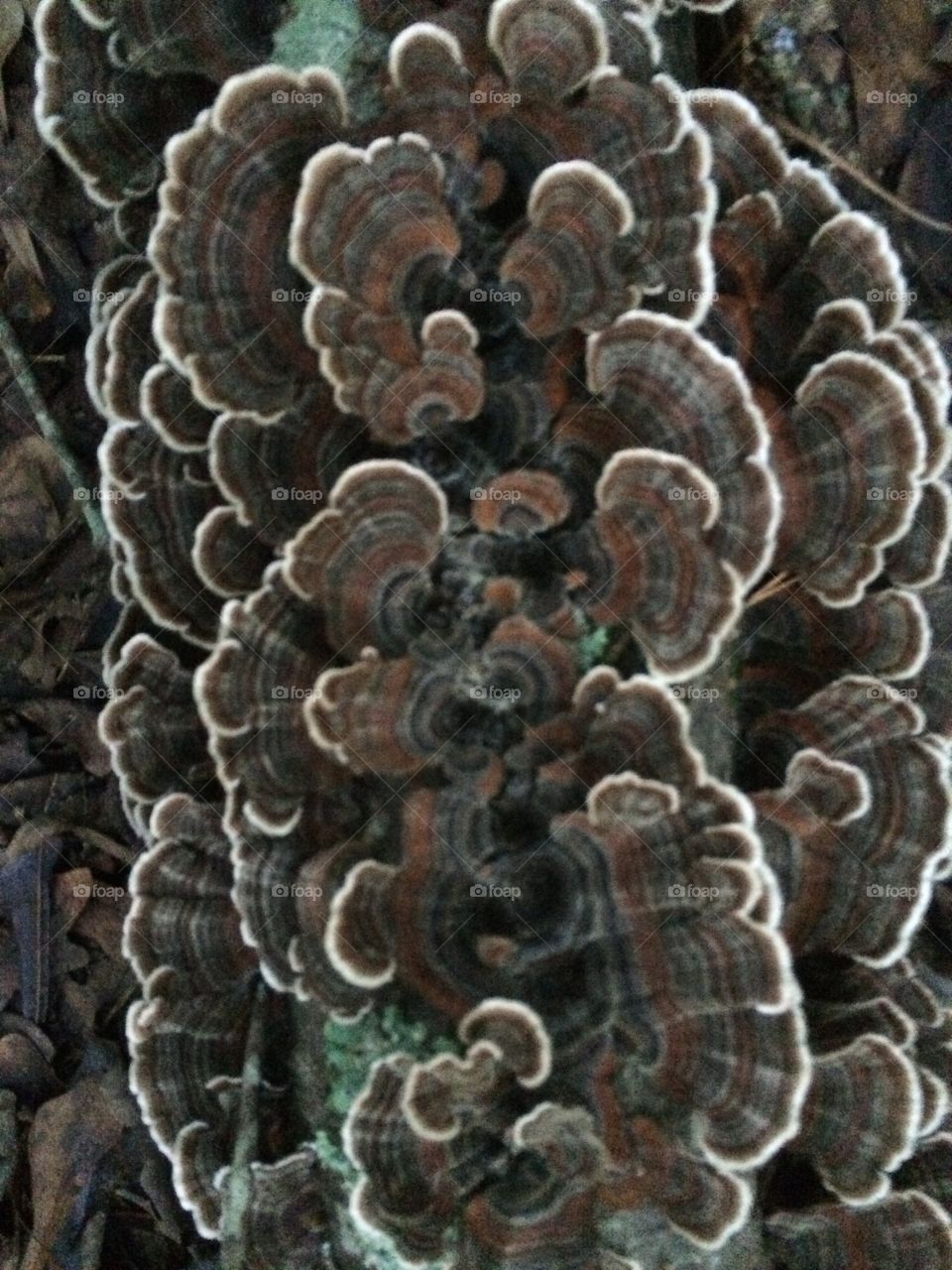 Fungus on tree