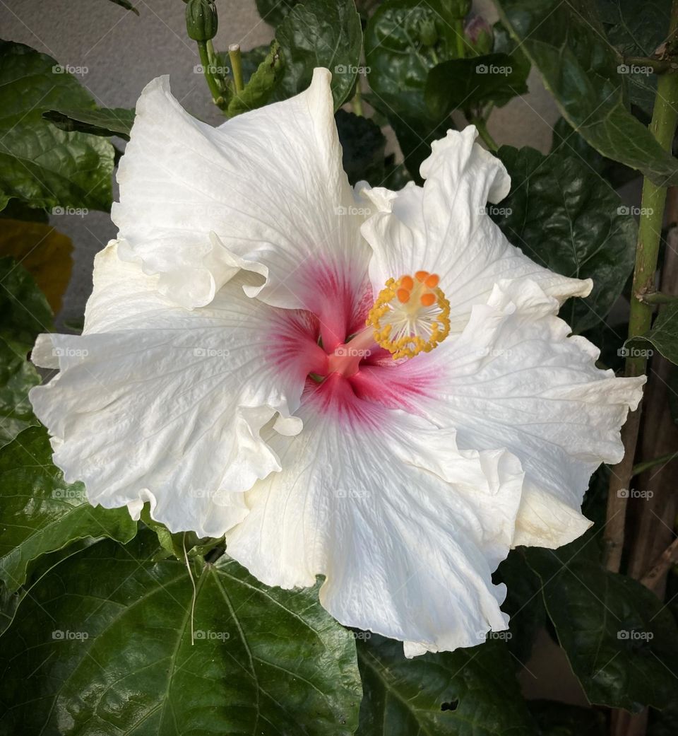 🌹 🇺🇸 Very beautiful flowers to brighten our day.  Live nature and its beauty. Did you like the delicate petals? / 🇧🇷 Flores muito bonitas para alegrar nosso dia. Viva a natureza e sua beleza. Gostaram das pétalas delicadas? 
