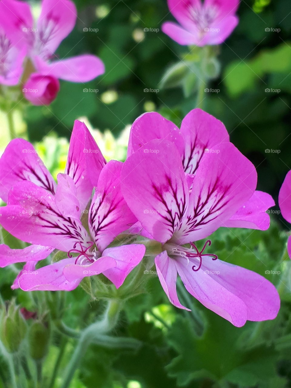 Beautiful Pink