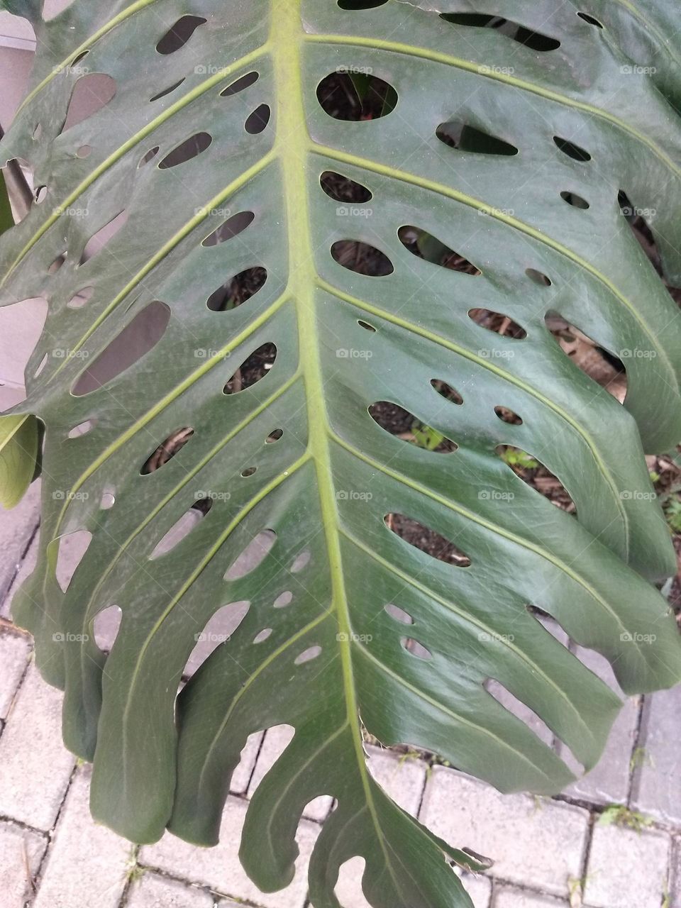 leaf