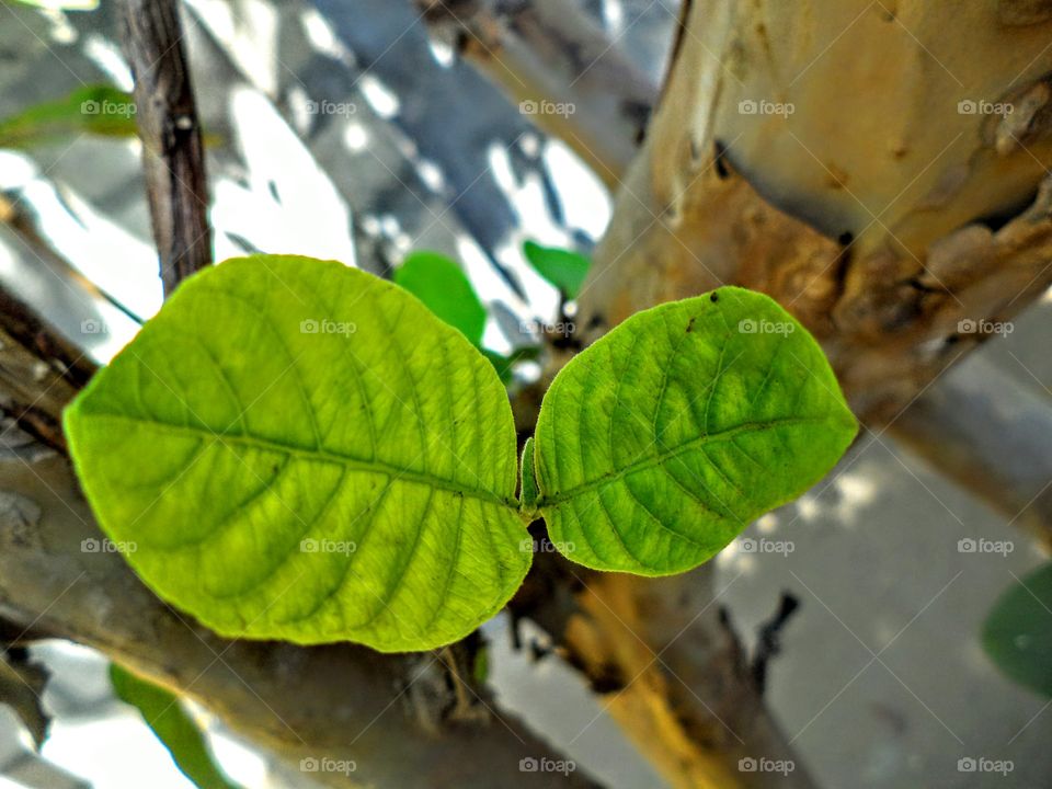 Leaf, Nature, Tree, Flora, No Person