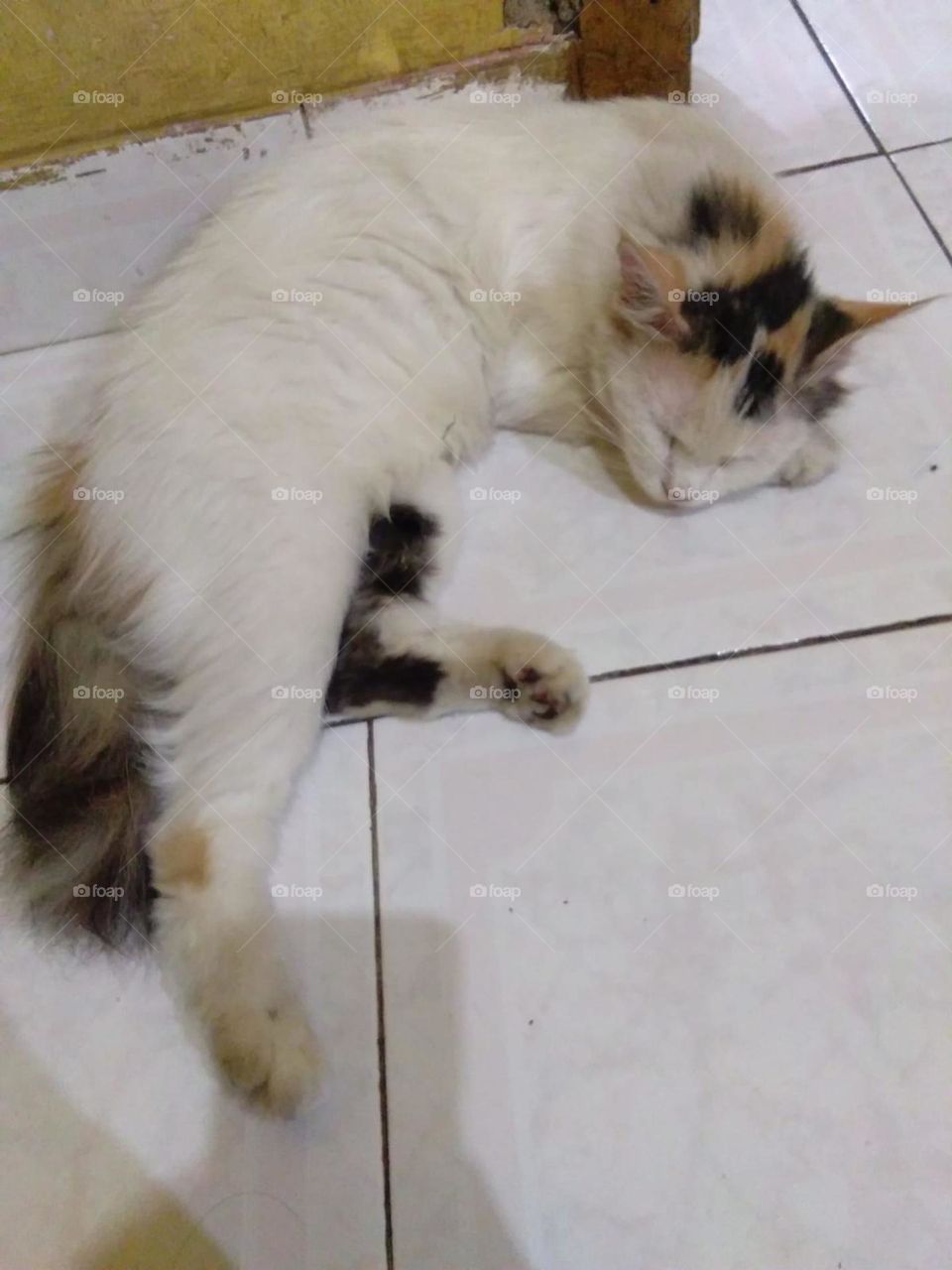 An angora cat is taking rest