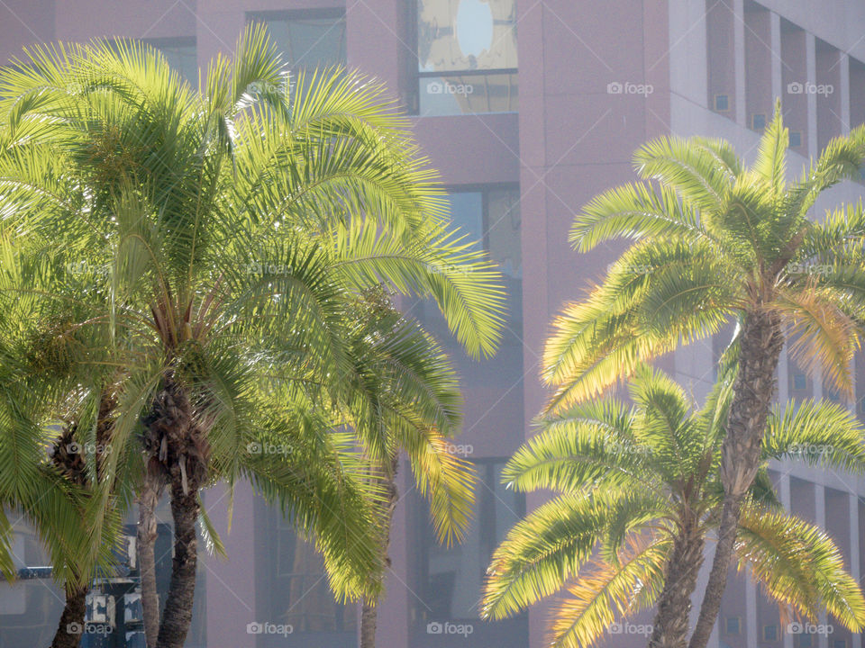 Backlit palm trees on a  downtown Southern California street.  