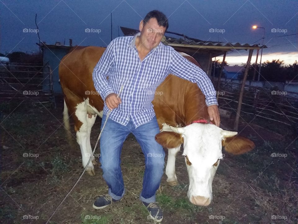 Man with his cow