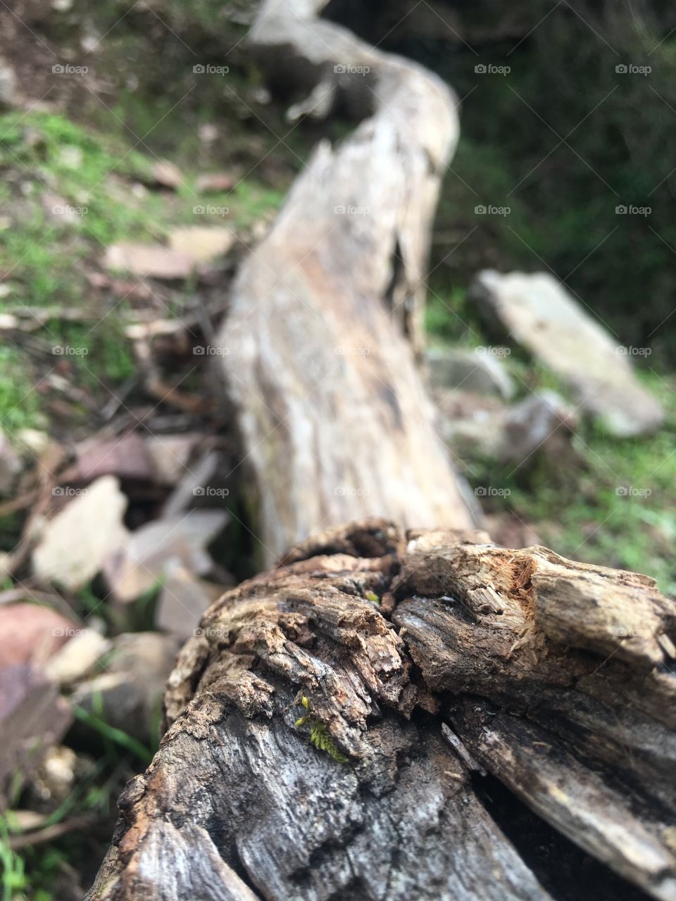 Falling logs 