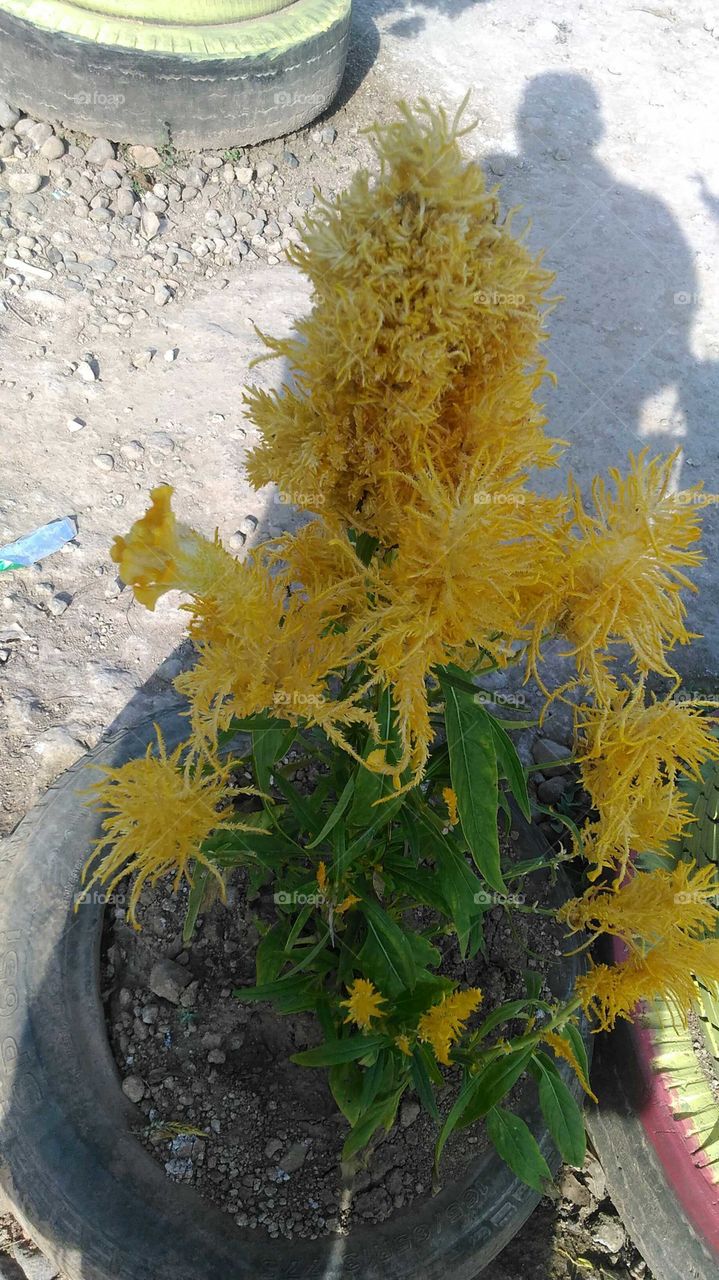 I don't know the name, flower or ....?