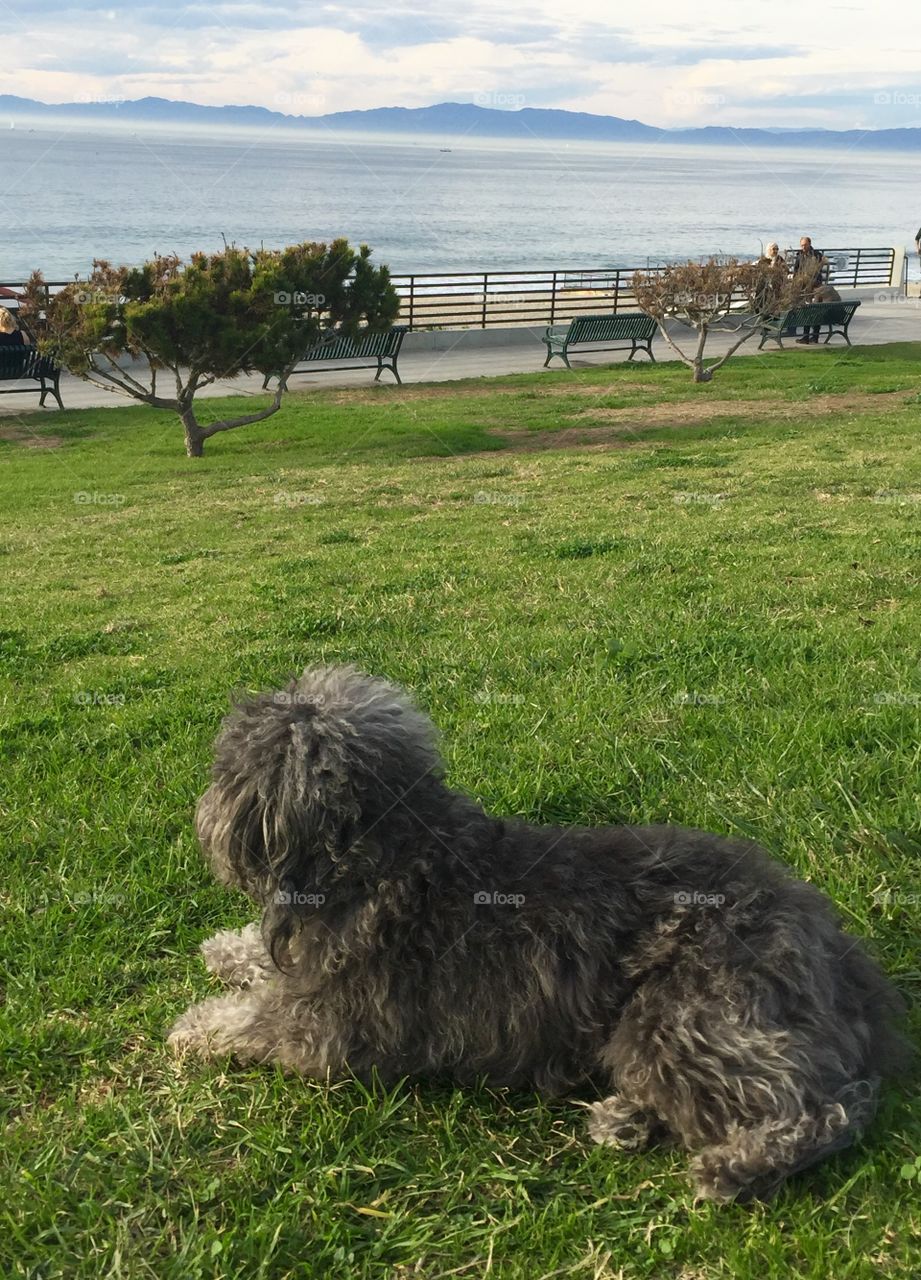 Dog lying on grassy field