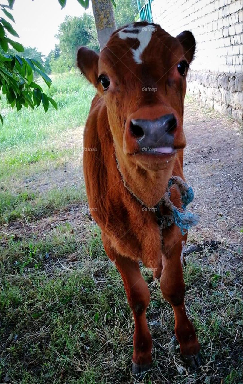Summer in the countryside. Near a brick house under a green tree stands a brown calf with a white spot on its forehead. Calf showing tongue