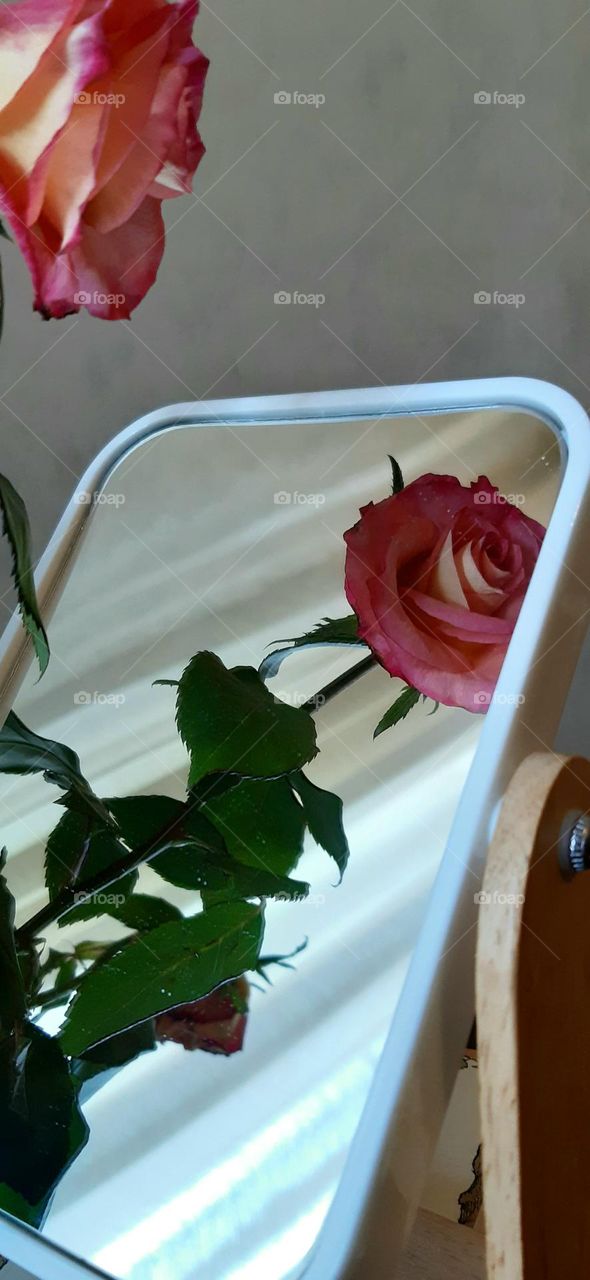 rose in the mirror