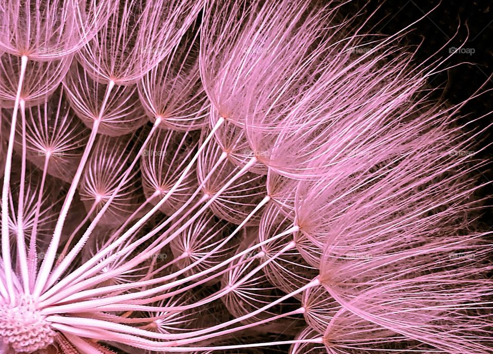 Macro Photography, Dandelion Bathed in Pink Lights