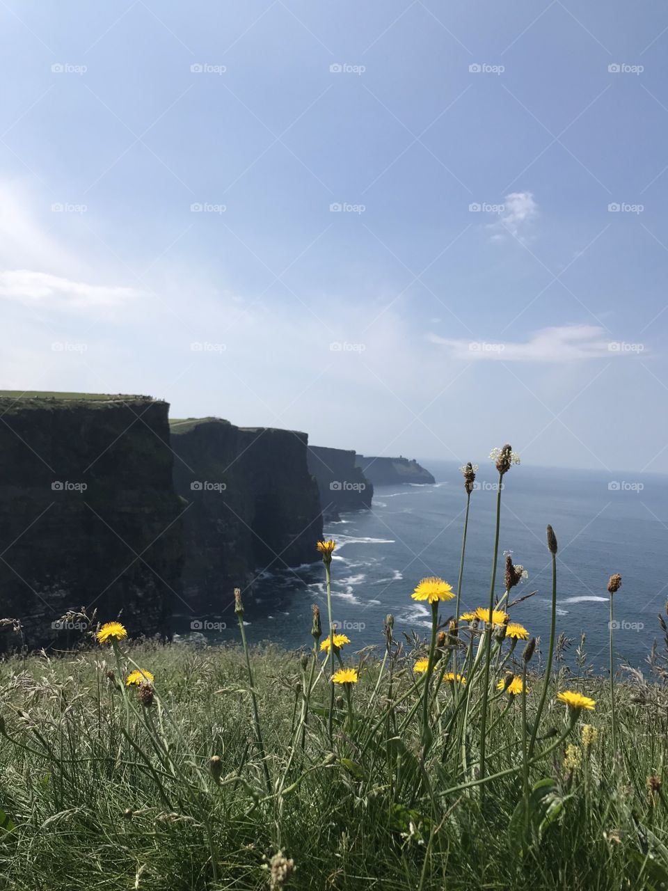 Flowers along the Cliffs of Moher