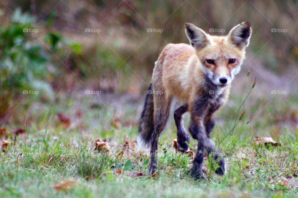 Young red fox