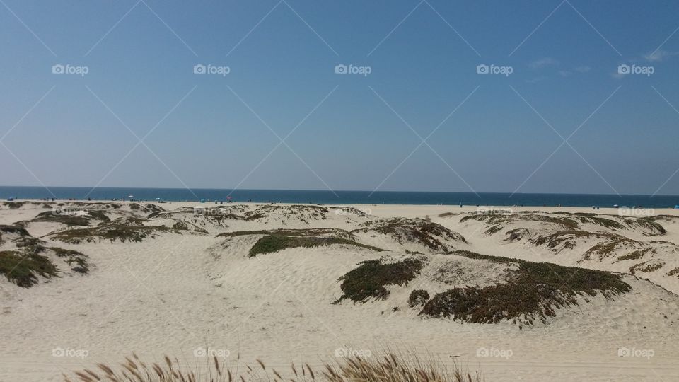 Kelp beds on Coronado Beach, CA