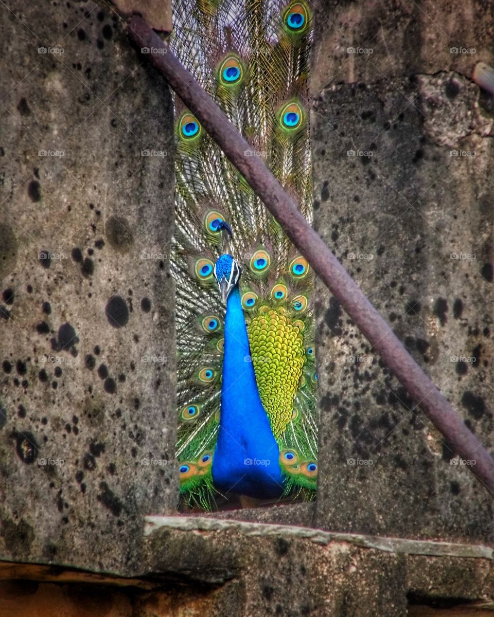 peacock's dancing is just mesmerizing 😍😍😍