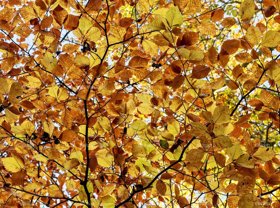 Autumn leaves on the trees