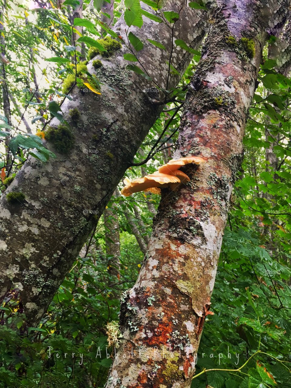 Tree Mushrooms