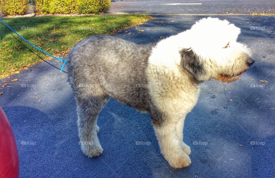 English Sheepdog