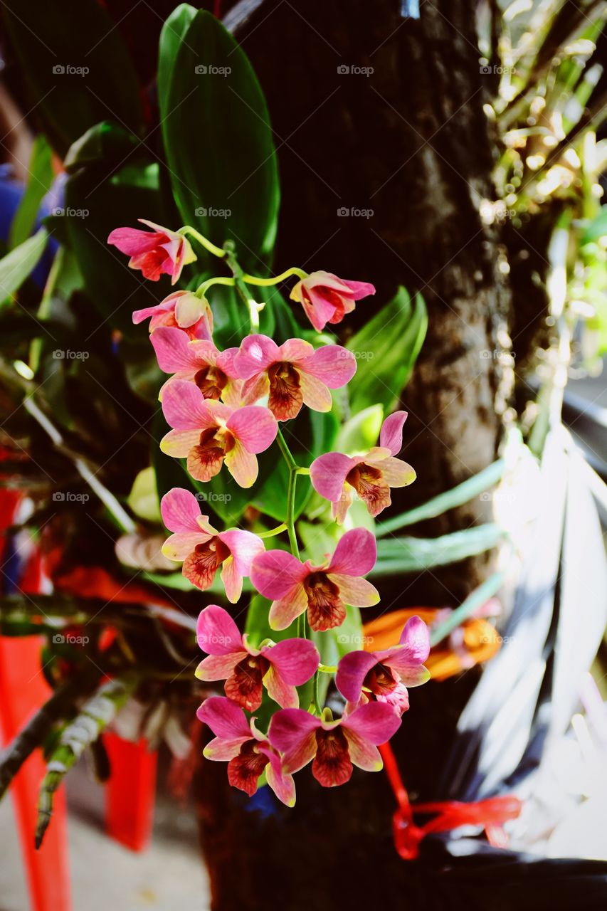 Beautiful and colorful of the Thai orchids